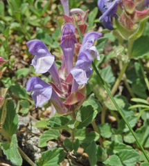 Scutellaria alpina