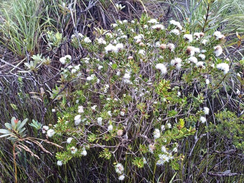 Melaleuca gnidioides observed 2025-02-01