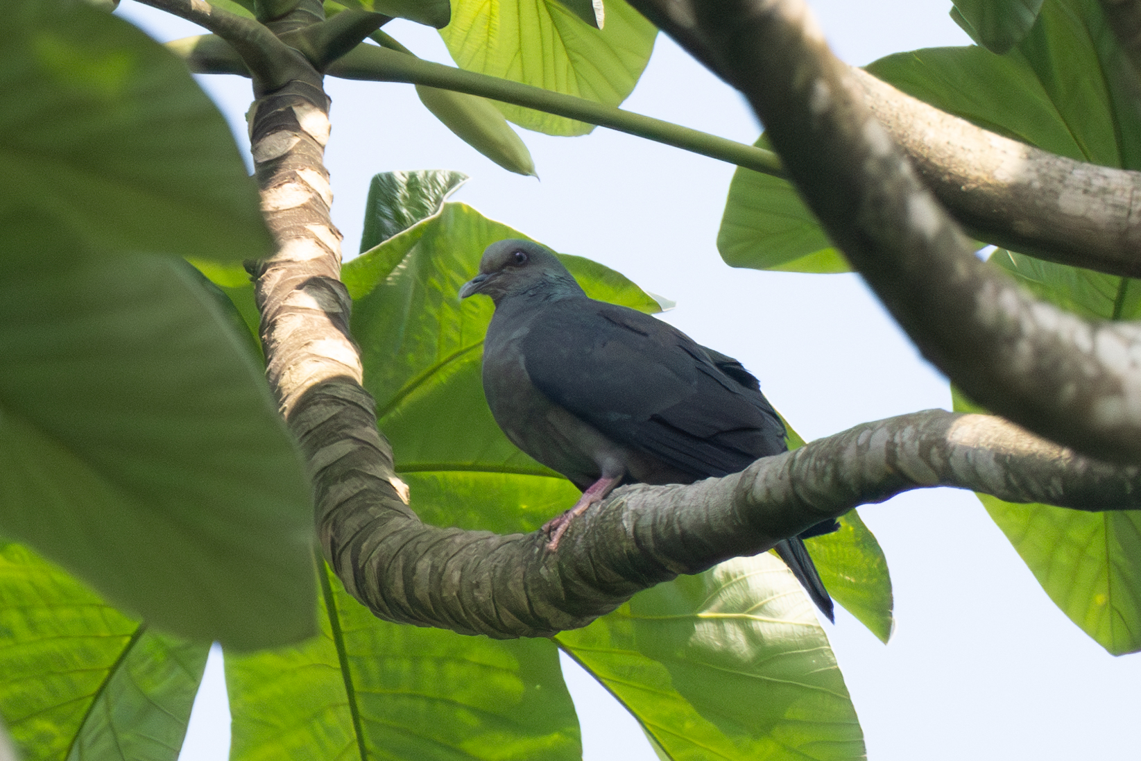 Island Bronze-naped Pigeon (Columba malherbii), photo 1