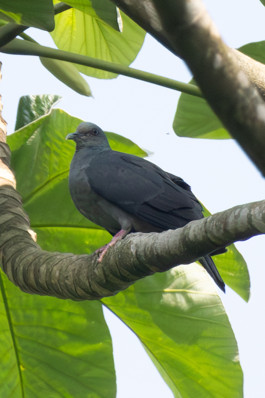 Island Bronze-naped Pigeon (Columba malherbii), photo 2