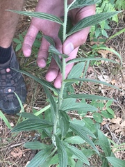 Lithospermum macromeria