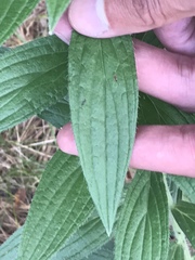 Lithospermum macromeria