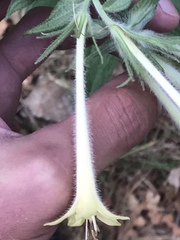 Lithospermum macromeria