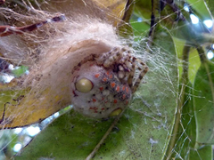 Ordgarius magnificus