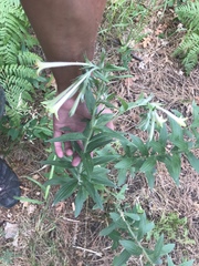 Lithospermum macromeria