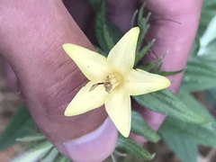 Lithospermum macromeria