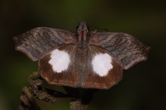 Theagenes albiplaga