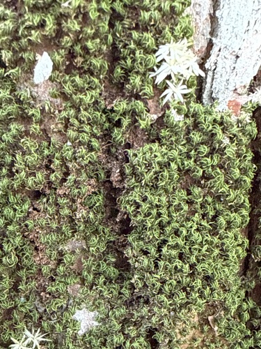 Syrrhopodon incompletus observed 2025-02-08