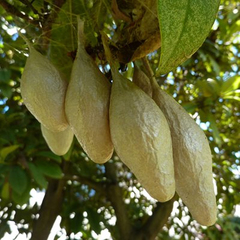 Ordgarius magnificus