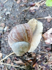Helix pomatia