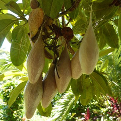 Ordgarius magnificus