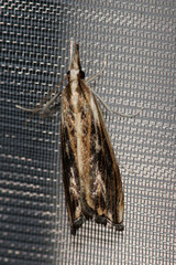 Catoptria verellus