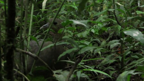 Solitary Tinamou (Tinamus solitarius), photo 6
