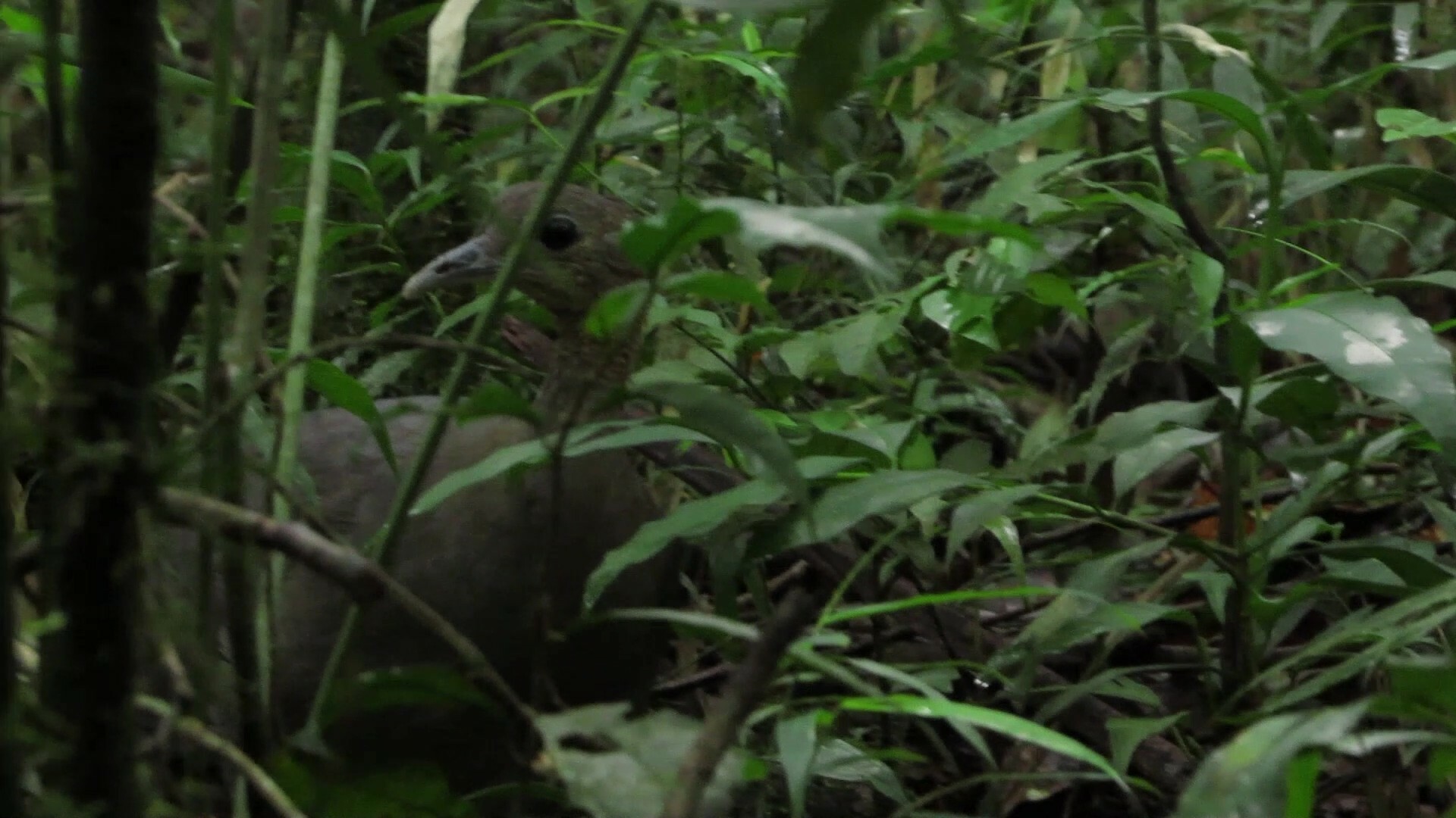 Solitary Tinamou (Tinamus solitarius), photo 6