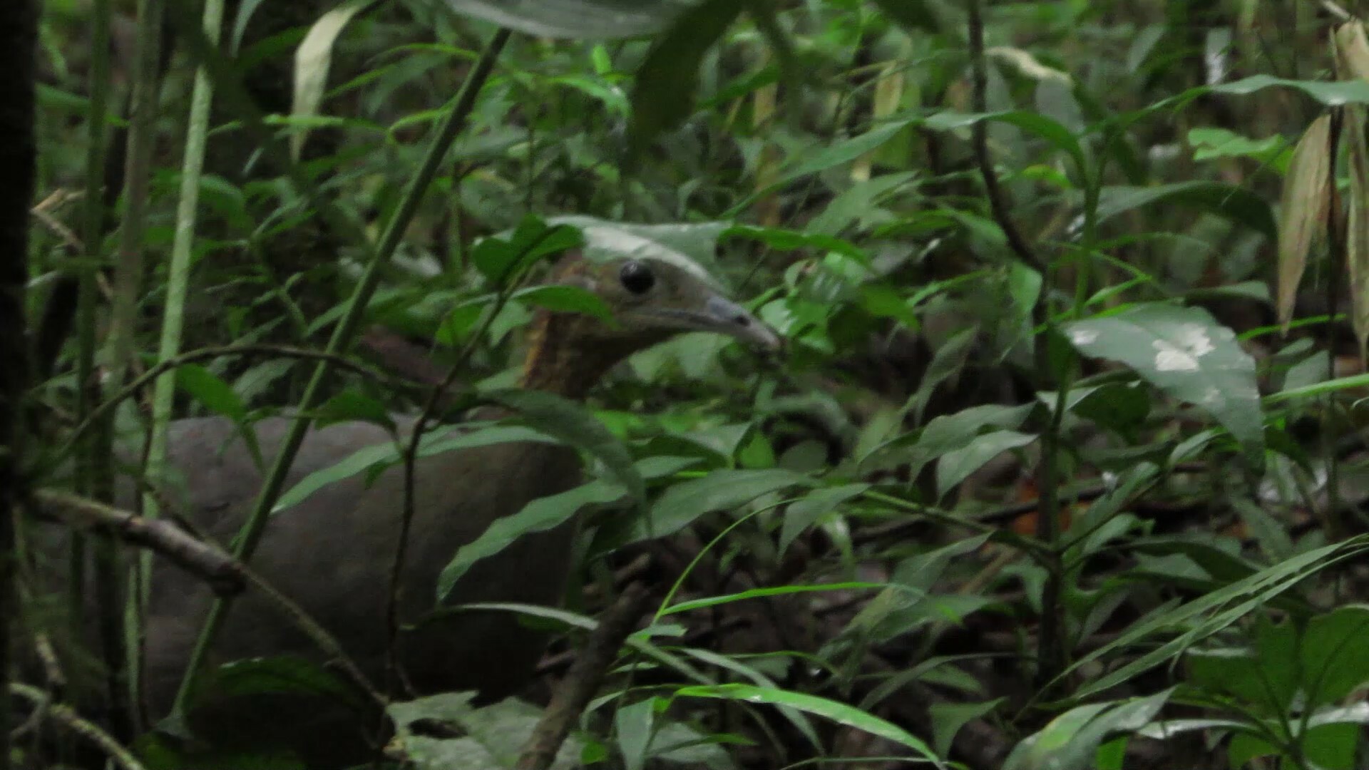 Solitary Tinamou (Tinamus solitarius), photo 7