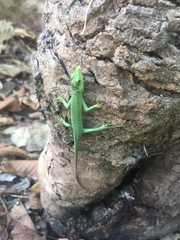 Emoia sanfordi