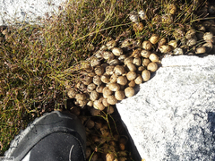 Pronolagus saundersiae