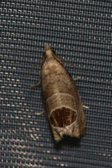 Notocelia uddmanniana