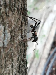 Neoclytus