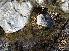 Pronolagus saundersiae