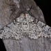 Peppered Moth - Photo (c) Suso Tizón, some rights reserved (CC BY-NC-SA), uploaded by Suso Tizón