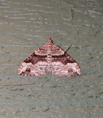 Xanthorhoe defensaria