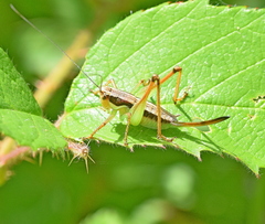 Pachytrachis gracilis