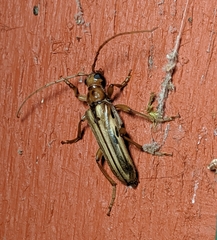 Ortholeptura valida