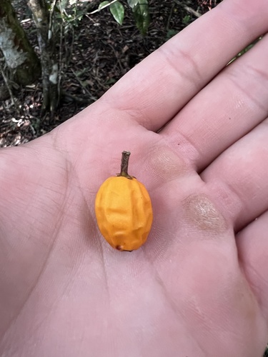 Foto de Marmelinho-do-mato