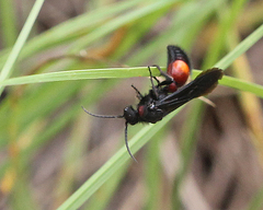 Dasymutilla quadriguttata