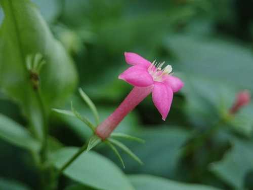 Manettia reclinata
