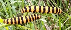 Tyria jacobaeae