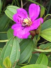 Melastoma malabathricum