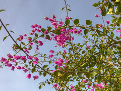 Bougainvillea