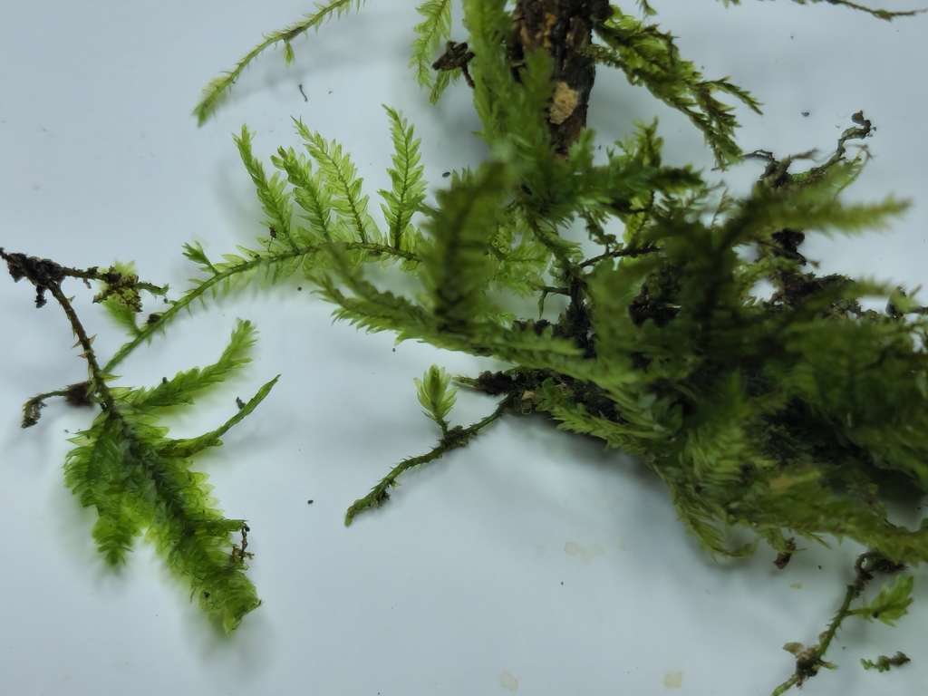Porotrichodendron
