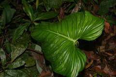 Philodendron Plowmanii (Philodendron plowmanii)