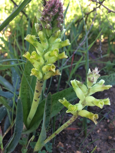 Image of Lachenalia longibracteata by (c) Janine Steytler, some rights reserved (CC BY-SA)