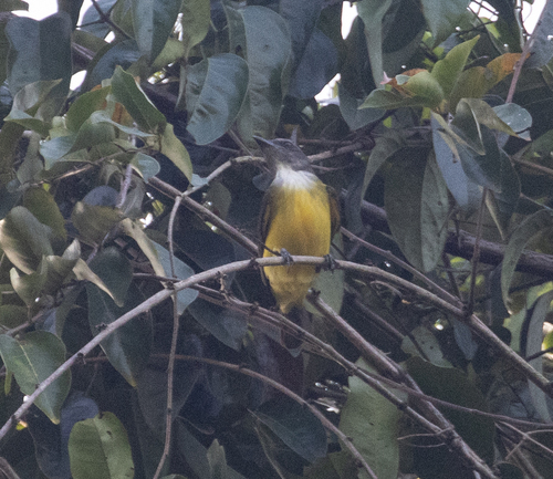 Sulphury Flycatcher (Tyrannopsis sulphurea), photo 2