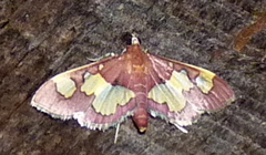 Colomychus talis