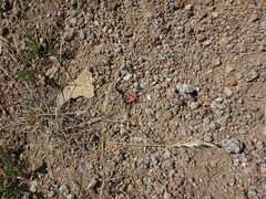 Elymus scribneri