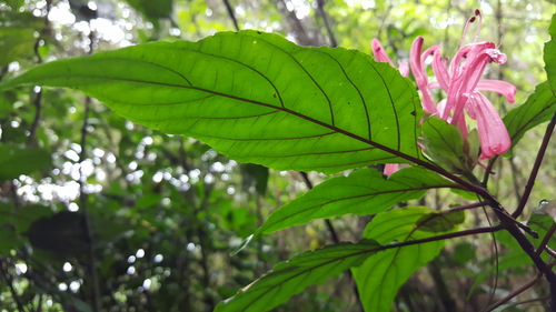Justicia carnea