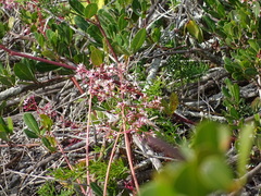 Crassula multicava multicava