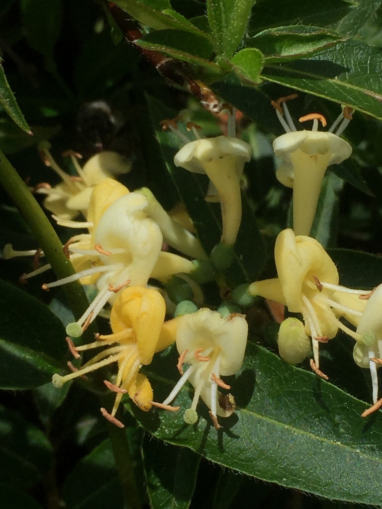 Lonicera acuminata