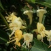 Lonicera acuminata - Photo (c) jenchai, algunos derechos reservados (CC BY-NC)