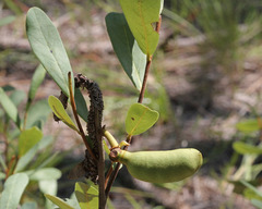Asimina reticulata