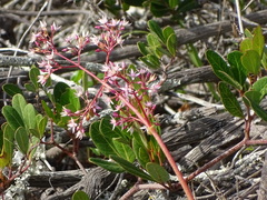 Crassula multicava multicava
