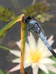 Brachydiplax sobrina