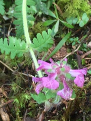 Pedicularis refracta transmorrisonensis