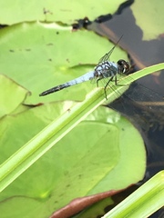 Brachydiplax sobrina