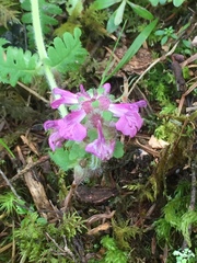 Pedicularis refracta transmorrisonensis